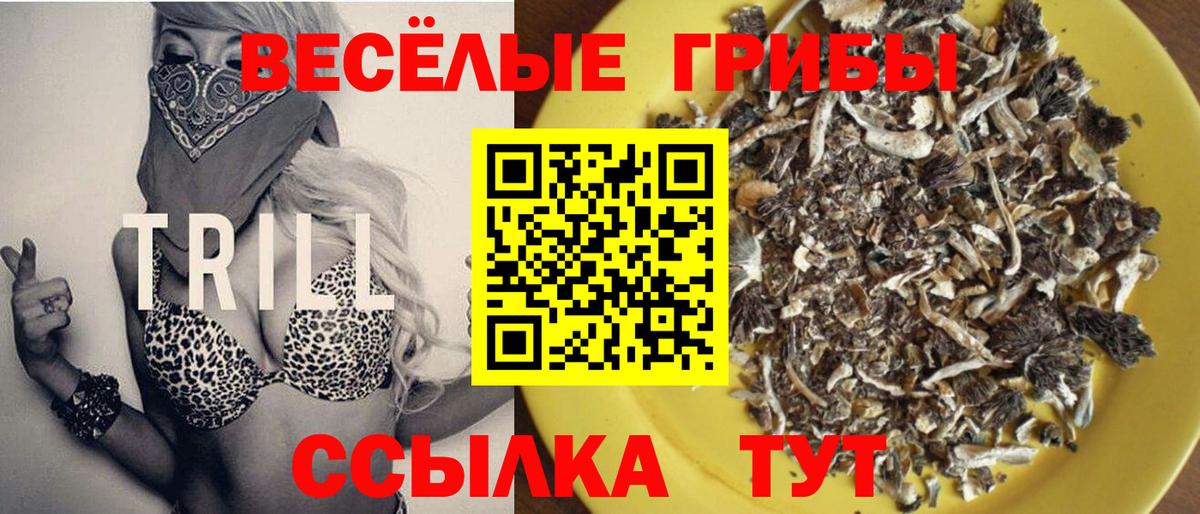 Псилоцибиновые грибы мицелий  Карачаевск  Псилоцибиновые грибы Psilocybe 